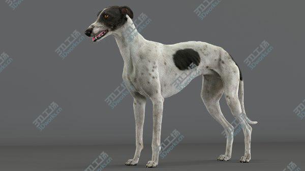 images/goods_img/20210312/3D Greyhound (4) (Fur) model/2.jpg